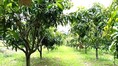 ขายต่ำกว่าราคาประเมินที่ดินสวน 2-3-20 ไร่ ใกล้กรุงเทพ ลงทุนไว้ยามเกษียณ ติดถนนสาธารณะคอนกรีต เป็นสวนปลูกต้นไม้นานาชนิดผสมผสานเต็มพื้นที่ เช่น ต้นมะม่วงน้ำดอกไม้สีทอง,ต้นพยุง  อ.โพธิ์ทอง จ.อ่างทอง