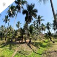 ขายที่ดินพร้อมสวนมะพร้าว ราชบุรี พื้นที่ 40 ไร่ 3 งาน 20 ตร.ว (DD001709)