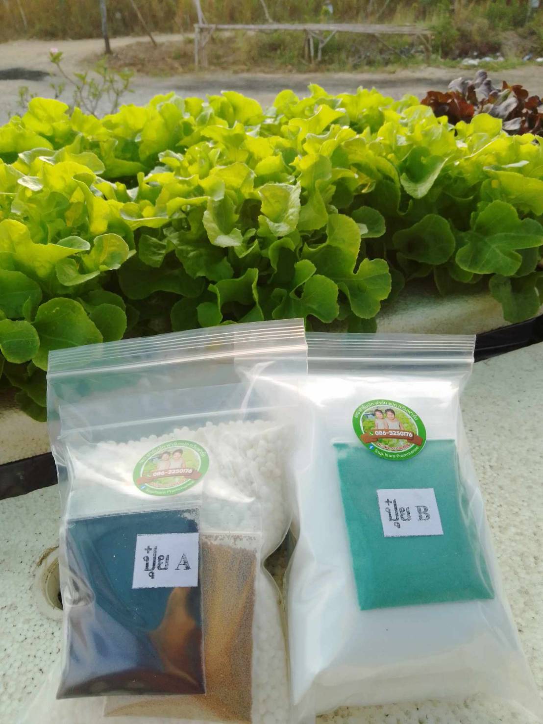ปุ๋ย AB สูตรเพิ่มพลังระเบิดราก เป็นแม่ปุ๋ยแบบแห้งนำไปผสมเอง สำหรับผักสลัด ผักไทย ผักกินใบทุกชนิด พร้อมส่ง  ส่งฟรีไม่มีบวกเพิ่ม รูปที่ 4