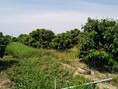 ขายที่ดิน 2-2-20ไร่ 950,000บ.ฟรีโอน สวนลำไย ถนนดิน น้ำ ไฟฟ้า บ้านท่าตุ้ม​ ต.ท่าตุ้ม ​อ.ป่าซาง ลำพูน