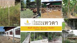 ruataewada รูปที่ 5