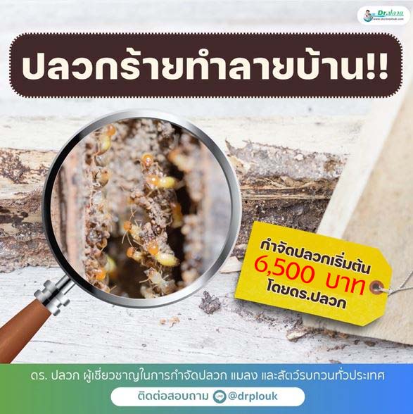 ปลวกร้ายทำลายบ้าน กำจัดปลวกเริ่มต้น 6,500 บาท โดย Dr.ปลวก รูปที่ 1