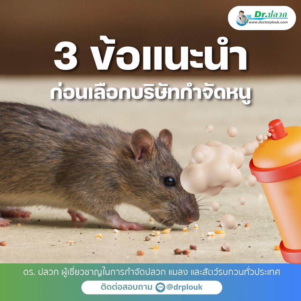 3 ข้อแนะนำก่อนเลือกบริษัทกำจัดหนู โดย Dr.ปลวก รูปที่ 1