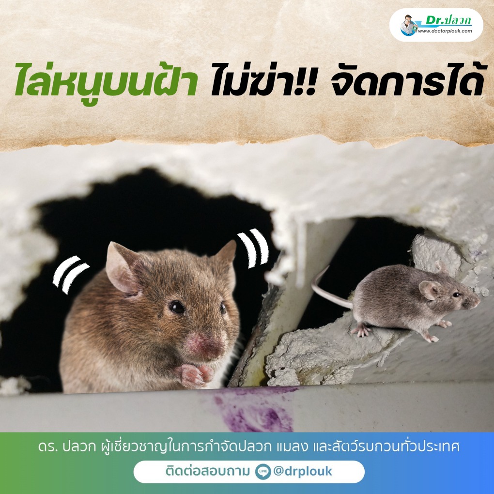 ไล่หนูบนฝ้า ไม่ฆ่า จัดการได้ โดย Dr.ปลวก รูปที่ 1