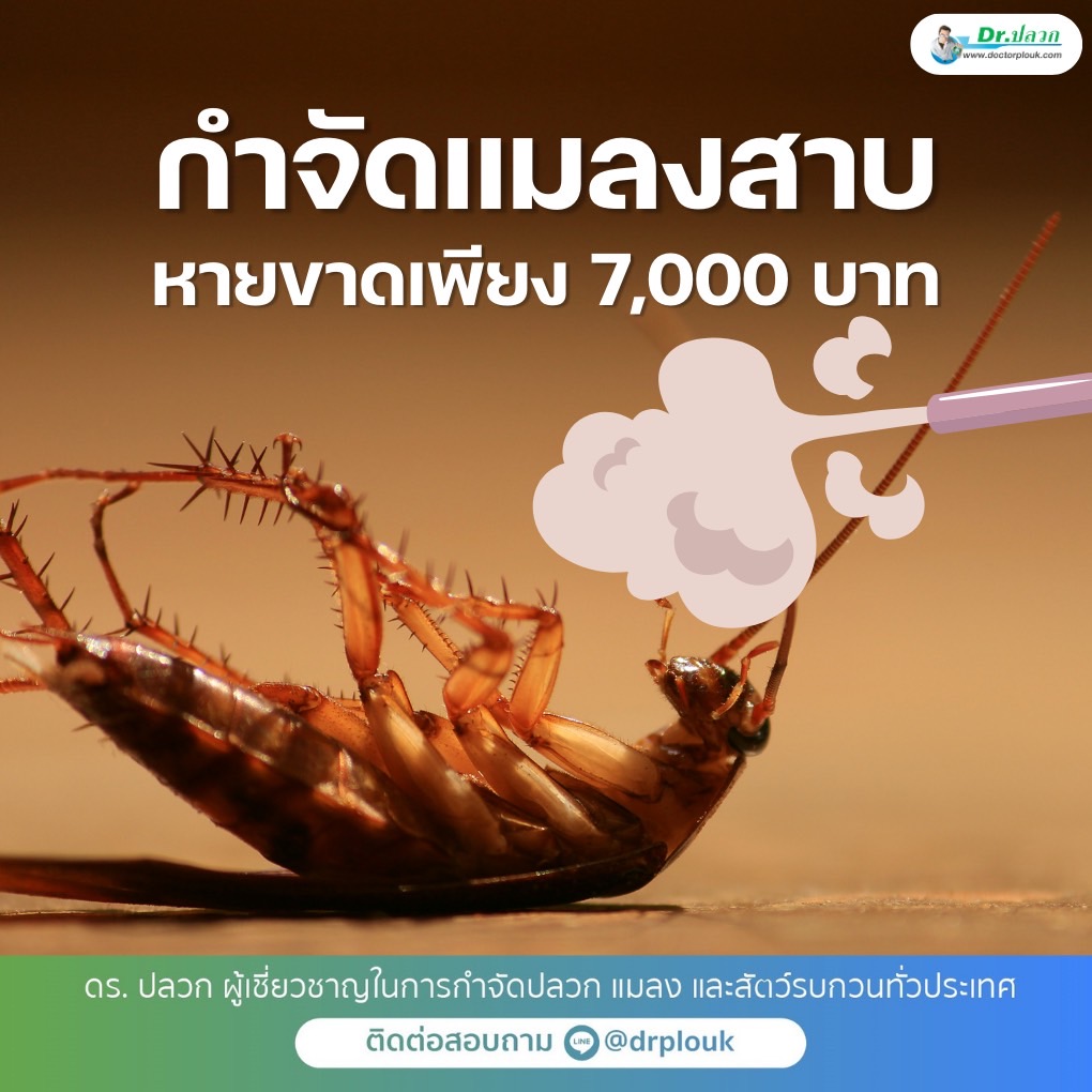 Dr.ปลวก กำจัดแมลงสาบหายขาดเพียง 7,000 บาท รูปที่ 1