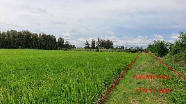 ขายที่ดินพุทธมณฑลสาย 4 ตำบลคลองโยง หลังม.สวนสุนันทา นครปฐม 2 ไร่ครึ่ง ตรว.ละ 5,500 บาท ใกล้ทางหลวง 4031 รูปที่ 1