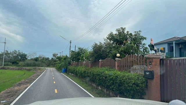 ขายที่ดินคลองห้า คลองหวง ปทุมธานี น้ำไฟพร้อม ติดถนนลาดยาง ขนาด 104 ตรว. รูปที่ 1