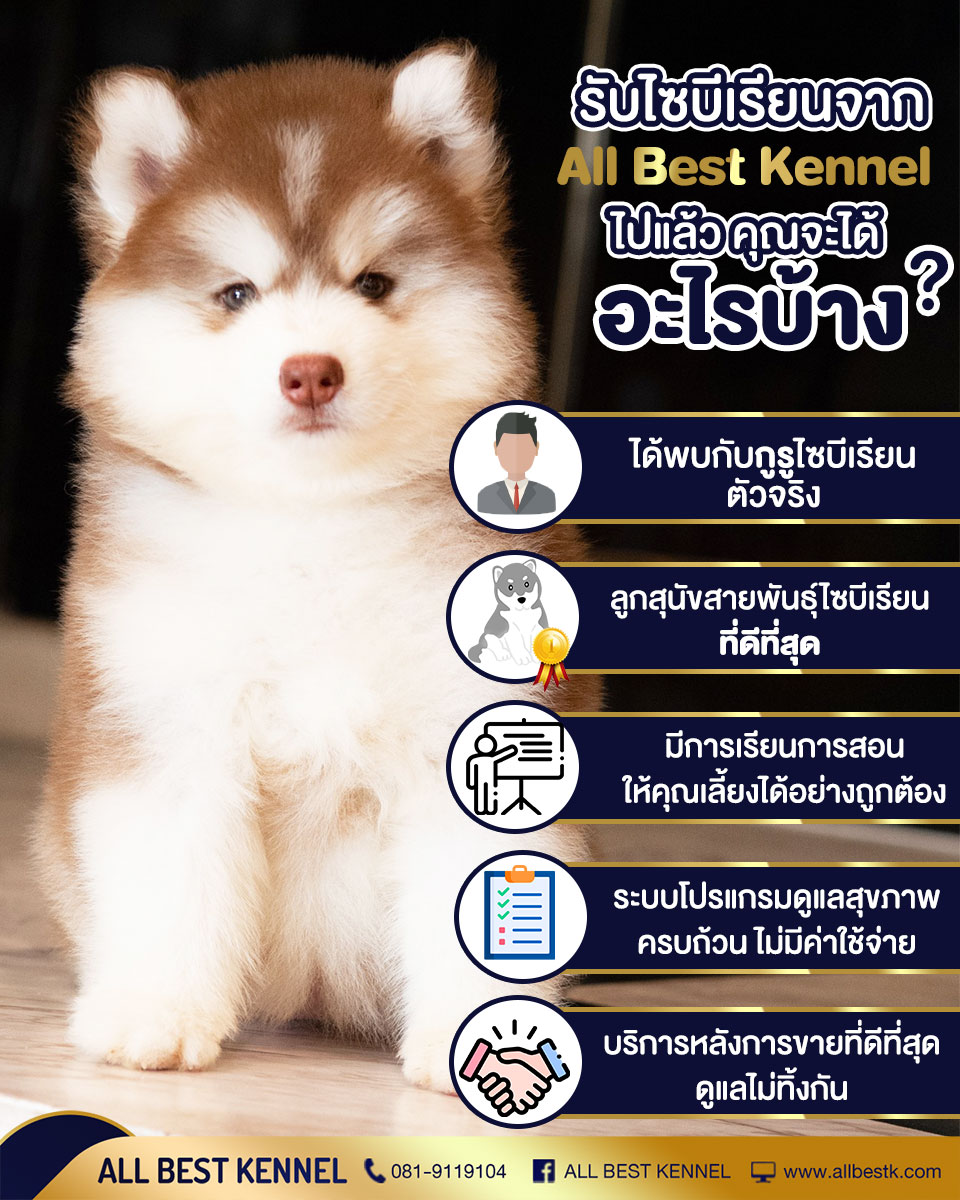 อยากได้ไซบีเรียนเกรดดีๆต้องที่ฟาร์มAllbest ดูแลฟรีตลอดชีพ รูปที่ 1