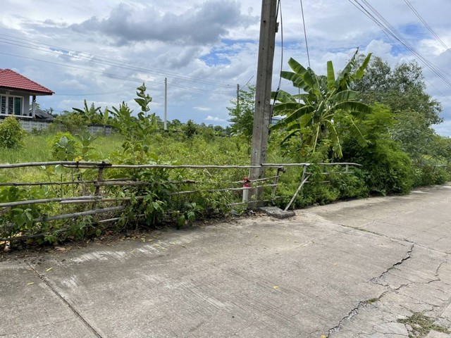 ขาย ที่ดิน บ้านสวนศรีปทุม  คลอง11 อ.หนองเสือ จ.ปทุมธานี เหมาะสำหรับสร้างที่อยู่อาศัย รูปที่ 1