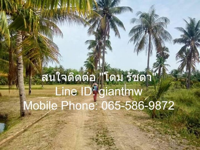 พื้นที่ดิน ที่ดิน ต.สามกระทาย อ.กุยบุรี จ.ประจวบคีรีขันธ์ 5 ไร่ 2 NGAN 20 SQ.WA 1900000 THAI BAHT ใกล้กับ อยู่ห่างองค์การบริหารส่วนตำบลสามกระทาย และถนนเพชรเกษม (ทางหลวงหมายเลข 4) ประมาณ 800 ม. NICE! อยู่ท่ามกลางธรรมชาติ และป่ามะพร้าว, ติดคลองสาธารณะ ซึ่งเหมาะสำหรับคนที่ต้องการทำเป็นที่พักอาศัยสไตล์รีสอร์ต หรือซื้อเพื่อเก็บไว้ลงทุน รูปที่ 1