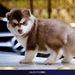 รูปย่อ ฟาร์มไซบีเรียนเกรดดีที่สุดในไทยAllbest kennel  รูปที่1