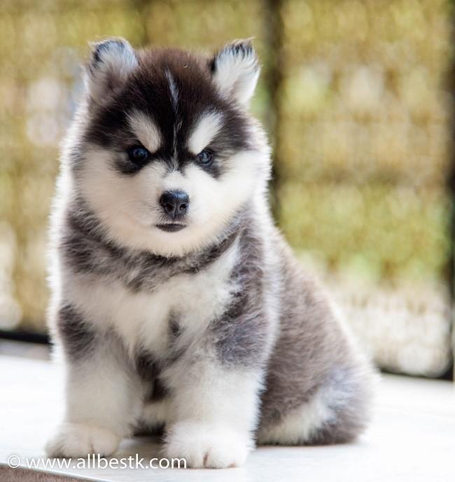 ฟาร์มไซบีเรียนเกรดดีที่สุดในไทยAllbest kennel  รูปที่ 3