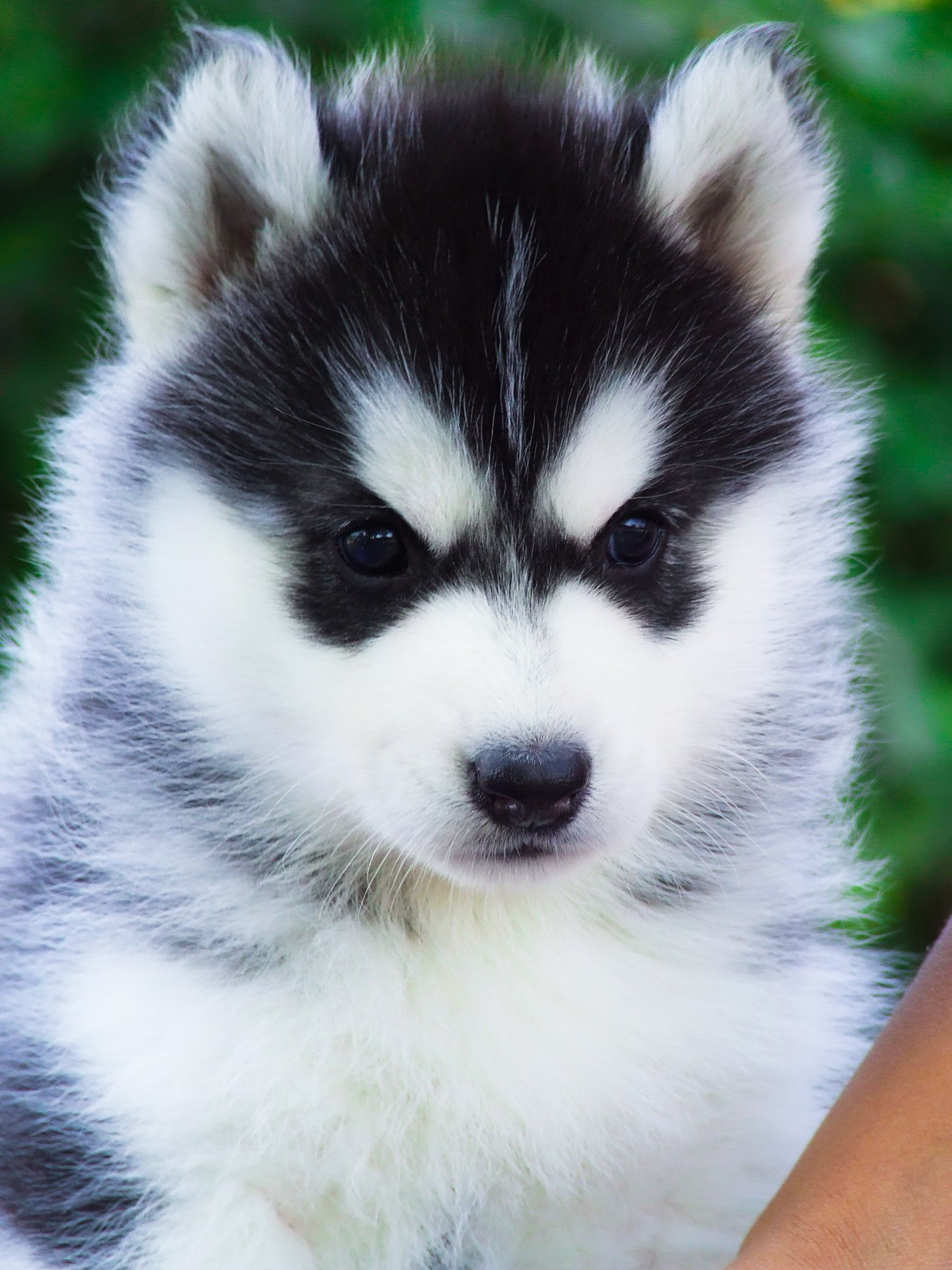 ฟาร์มไซบีเรียนเกรดดีที่สุดในไทยAllbest kennel  รูปที่ 5