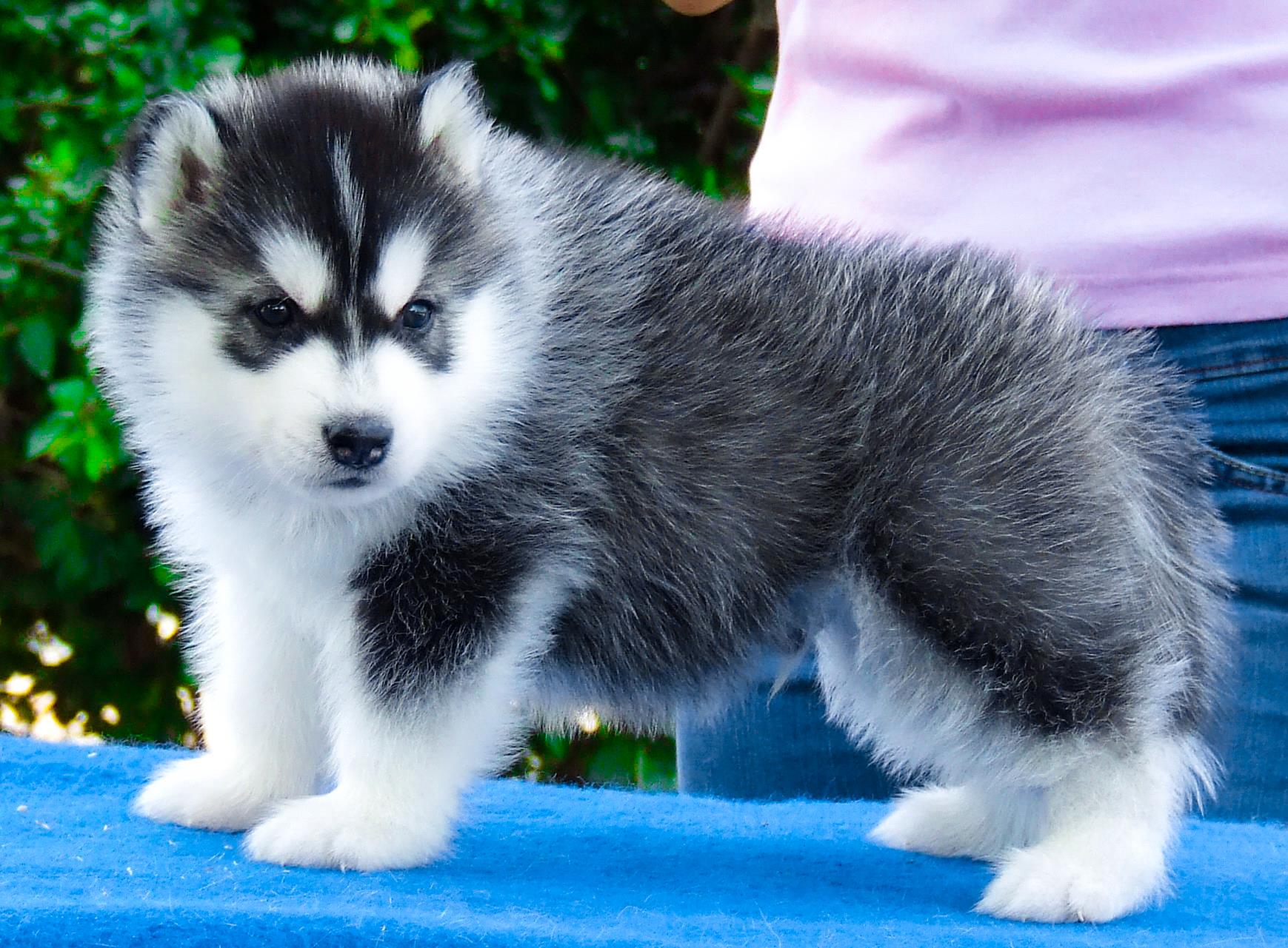 ฟาร์มไซบีเรียนเกรดดีที่สุดในไทยAllbest kennel  รูปที่ 4