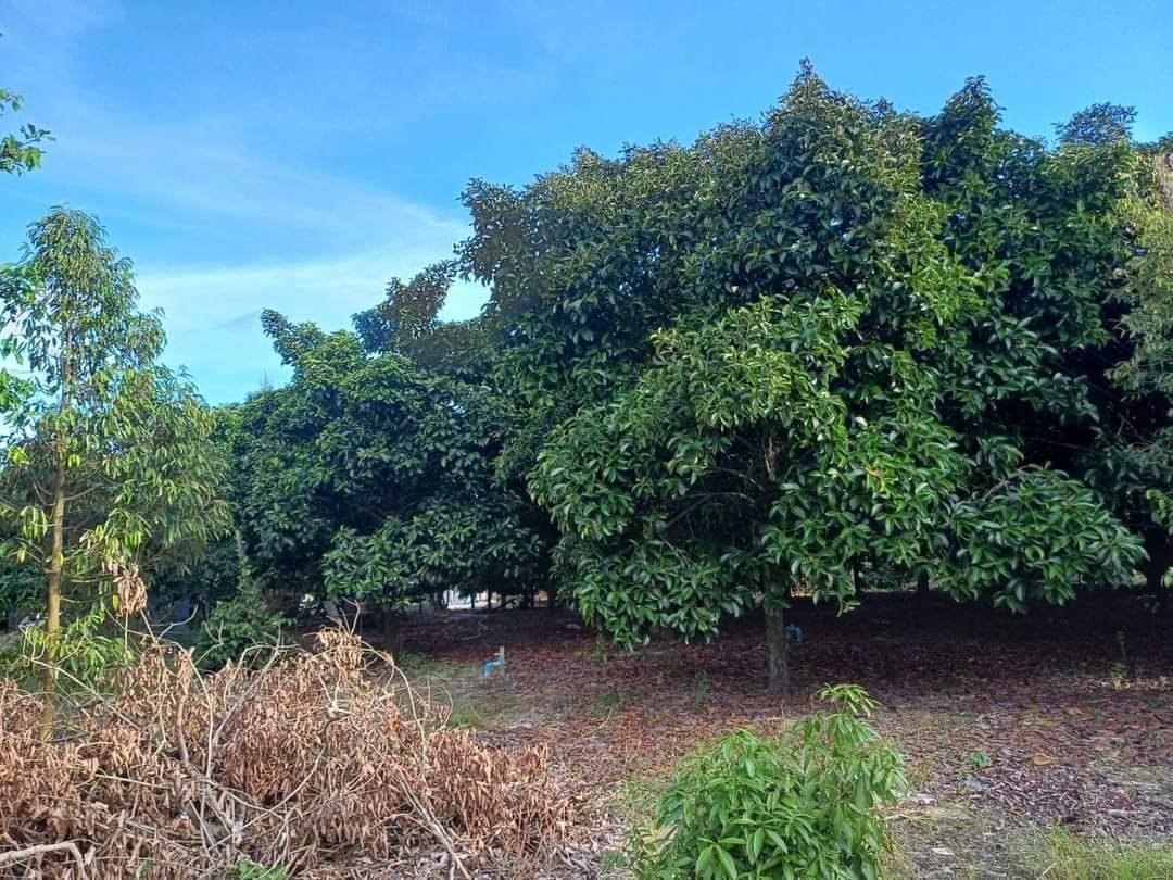 ขายที่ดินพร้อมบ้าน และสวนผลไม้ ร่มรื่นท่ามกลางธรรมชาติ ต.บ้านแลง ระยอง รูปที่ 3