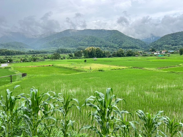 ที่ดิน...วิวดอยภูคา...ใกล้แหล่งชุมชน...ใกล้แหล่งท่องเที่ยว รูปที่ 1