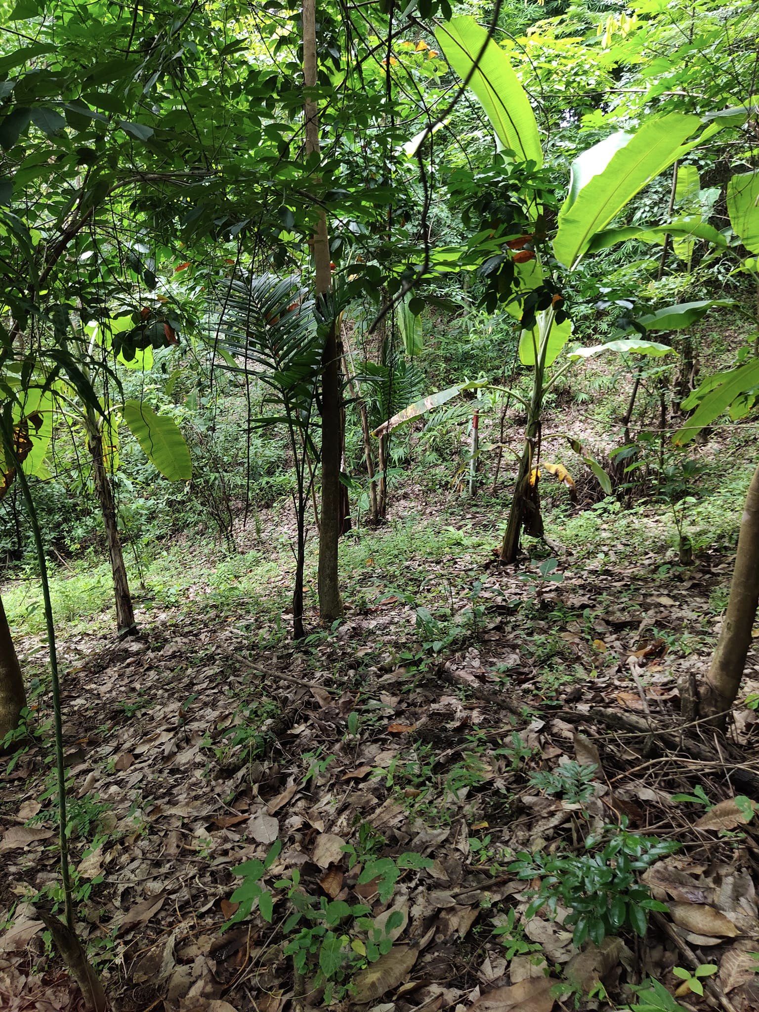 ขายที่ดิน โฉนดครุฑแดง (เจ้าของขายเอง) ที่บ้านหนองฟ้าแลบ อ.ด่านซ้าย  รูปที่ 7