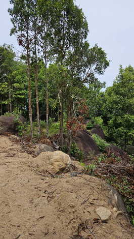 ขายที่ดินเปล่า วิวภูเขา วิวทะเล เกาะพะงัน จ.สุราษฎร์ธานี  รูปที่ 1