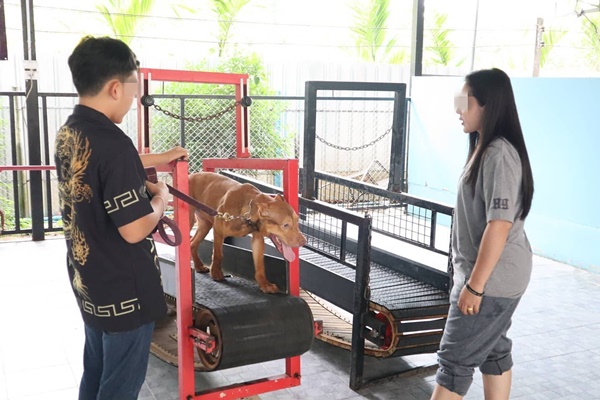 เซ้งกิจการ โรงเรียนฝึกสุนัขและแมว หาดใหญ่ เปิดมา 17 ปี ธุรกิจมีใบอนุญาตถูกต้อง จดทะเบียนถูกต้อง รูปที่ 1