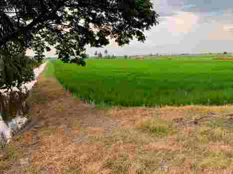 ขายที่ดิน ทำเลดี คลอง 8 ฝั่งตะวันออก อำเภอลำลูกกา จังหวัดปทุมธานี (เจ้าของขายเอง) รูปที่ 1