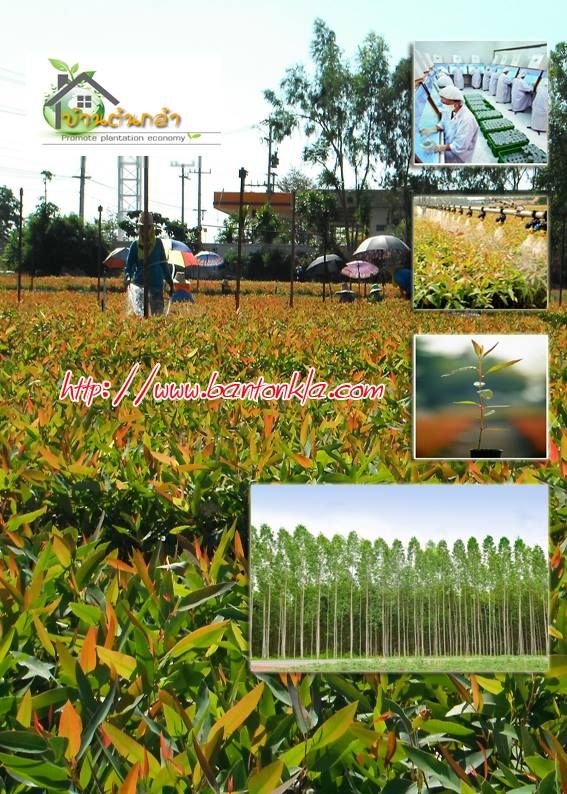 รับเหมาปลูกยูคา ต้นกระดาษ กล้ายูคาเนื้อเยื่อ 085 - 312 - 0577 รูปที่ 2