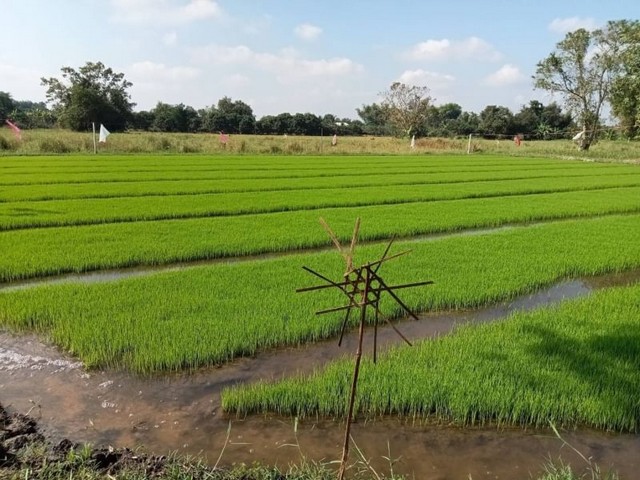 ที่ดิน วิวสวย ใกล้วัดขุนคง  ใกล้บ้านถวาย  หางดง            รูปที่ 1