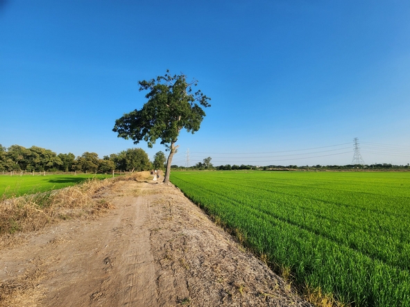 ขายที่ดิน ไทรน้อย ขนาด 10 ไร่ ใกล้ถนนบางบัวทอง-สุพรรณบุรี หน้ากว้าง 126 เมตร ใกล้วัดราษฎร์นิยม ทำเลดี เหมาะทำการเกษตร ปลูกบ้าน   รูปที่ 1