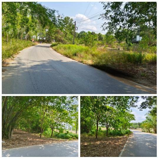 ขายสวนยางติดถนนลาดยาง  บ้านค่าย ระยอง  น้ำ ไฟ เข้าถึง รูปที่ 5