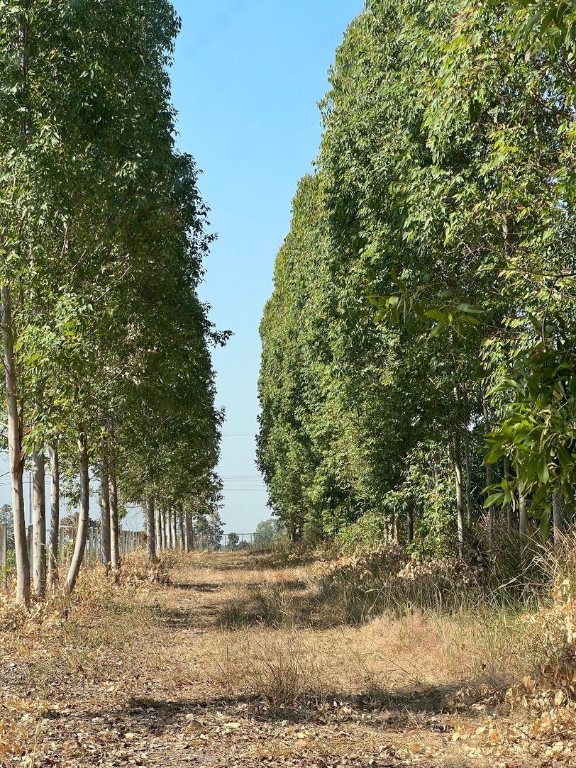 ขายที่ดินเปล่า ใกล้โรงเรียนยางโกน อำเภอบ้านผือ จังหวัดอุดรธานี รูปที่ 1