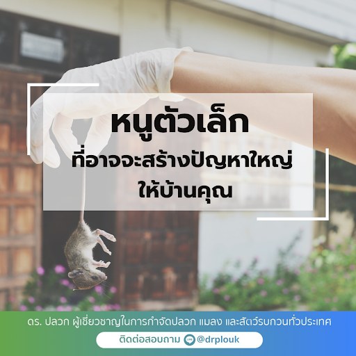 รูปภาพ หนูตัวเล็กที่อาจสร้างปัญหาใหญ่ให้บ้านคุณ