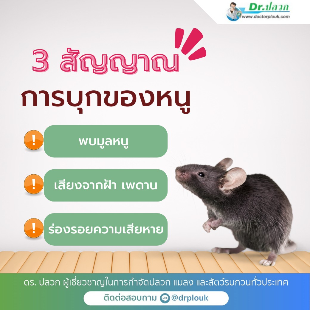 รูปภาพ 3สัญญาณการบุกของหนู