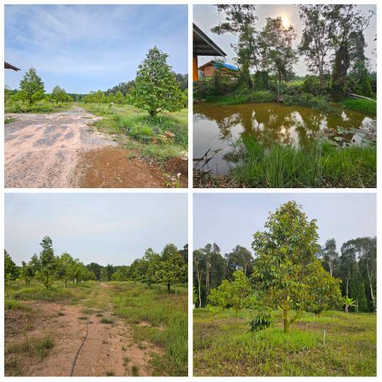 ขายสวนทุเรียน บ้านทุ่งสน ตำบลรำพัน อำเภอท่าใหม่  จันทบุรี รูปที่ 5