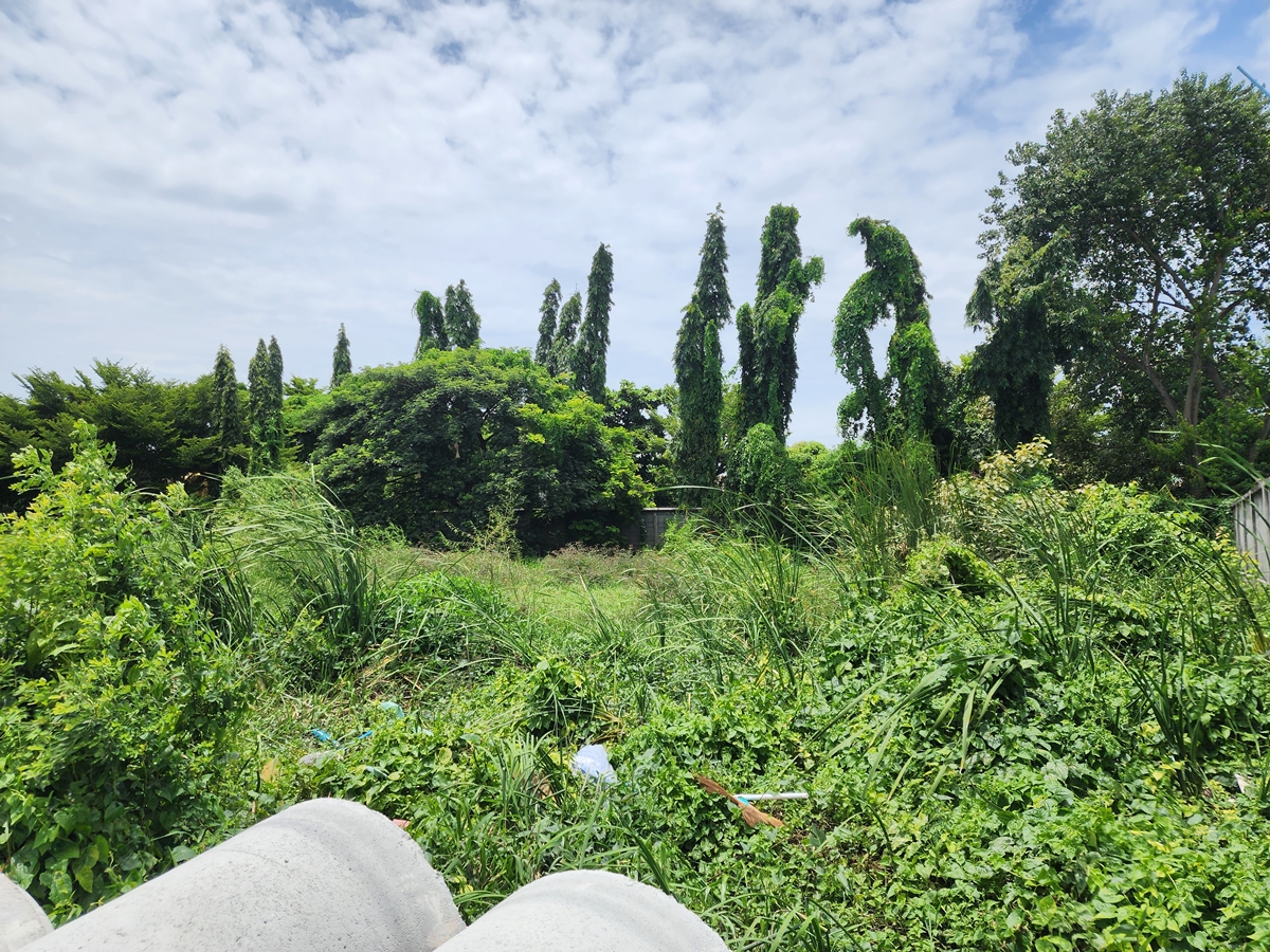 ขาย ที่ดินเปล่า ถมแล้ว 200 ตร.ว. ถ.บางบัวทอง-สุพรรณบุรี (สาย 340) รูปที่ 5