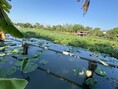 ขายที่ดินติดถนน4เลนด้านหลังติดคลองนราภิรมย์399.7 ตร.ว.ย่านนครปฐมศาลายาพุทธมณฑล