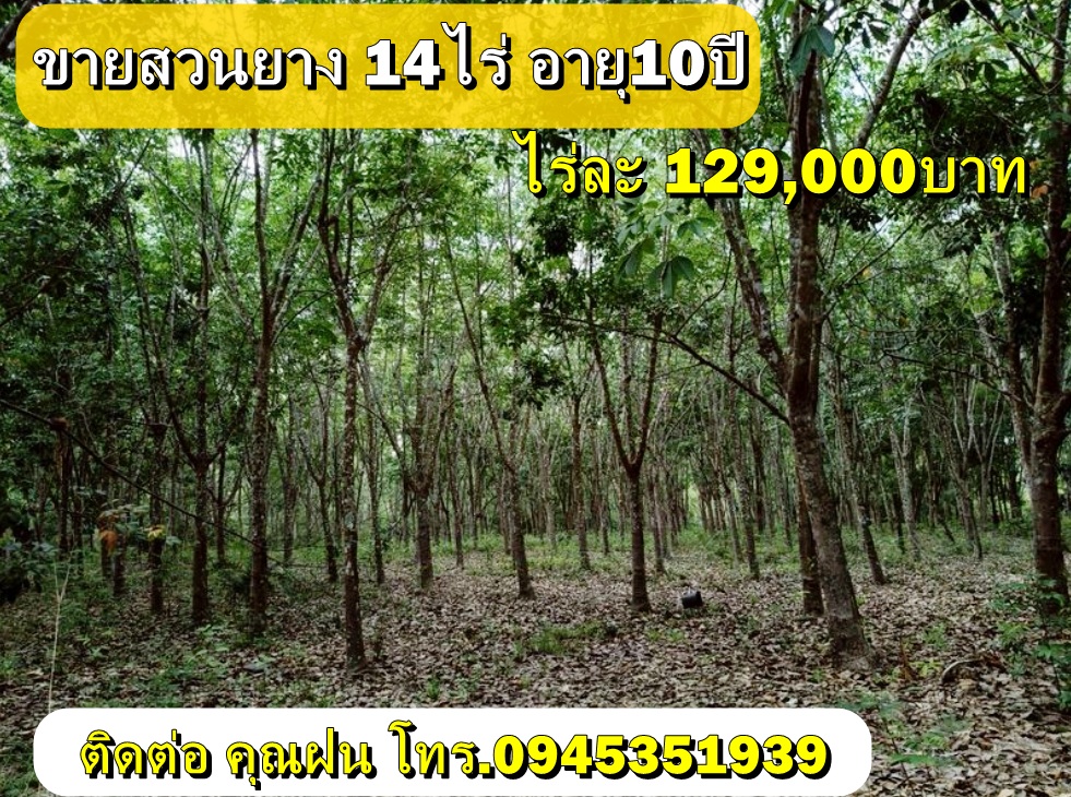 ขายสวนยาง 14ไร่ อายุ10ปี ขายไร่ละ129,000บาท  รูปที่ 1