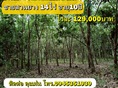 ขายสวนยาง 14ไร่ อายุ10ปี ขายไร่ละ129,000บาท 