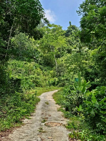 ขายที่ดิน 3 ไร่ วิวภูเขา ใกล้บ้านสวนล็อคปาล์ม กะทู้ ภูเก็ต ติดถนนสาธารณะ คนขายออกค่าใช้จ่ายให้ทุกอย่าง รูปที่ 1