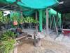 รูปย่อ ขายบ้านเดี่ยว2ชั้น ทำเลดี อำเภอหนองแค จังหวัดสระบุรี รูปที่3