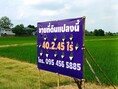 ขายที่ดิน 40.2.45 ไร่ คลอง7 ต.รังสิตเหนือ อ.ธัญบุรี จ.ปทุมธานี  