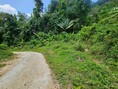 ขายที่เปล่าภูเก็ต...ที่ดินอำเภอกะทู้ ภูเก็ต...ที่ภูเก็ตวิวภูเขา ใกล้บ้านสวนล็อคปาล์ม ต.กระทู้ อ.กะทู้ จ.ภูเก็ต