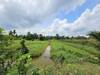 รูปย่อ ขายที่ดินเปล่า แปลงสวย ซอยโรงช้อน หนองเสือ ปทุมธานี รูปที่3