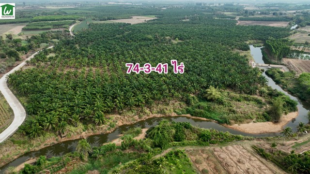 ขายที่ดินติดน้ำ อำเภอบ่อทอง ชลบุรี 74-3-41 ไร่ ขายที่ดินพร้อมสวนปาล์ม บ่อทอง ชลบุรี มีน้ำใช้เพื่อการเกษตรตลอดปี ราคาไร่ละ 750,000บาท   รูปที่ 1