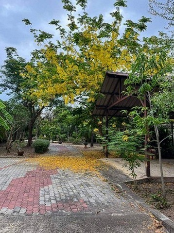 P684 ด่วน ปรับลดราคา ขายที่ดิน สิ่งปลูกสร้าง ริมแม่น้ำแม่กลอง สมุทรสงคราม ใกล้วัดแม่น้ำ ใกล้องค์การบริหารส่วนตำบลท้ายหาด มีโป๊ะที่ถูกต้อง รูปที่ 1