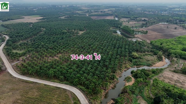 ขายที่ดินสวนปาล์มขนาด 74-3-41 ไร่ เก็บผลผลิตได้แล้ว ติดลำธาร ด้านหน้าติดทาง สวนราคาหลักแสน ราคาถูก เหมาะลงทุนหรือทำเกษตร บ่อทอง ชลบุรี รูปที่ 1