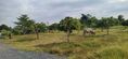 ขายที่ดินสวยสวนลำใย ทำเลทอง ต.ทุ่งต้อม อ.สันป่าตอง จ.เชียงใหม่