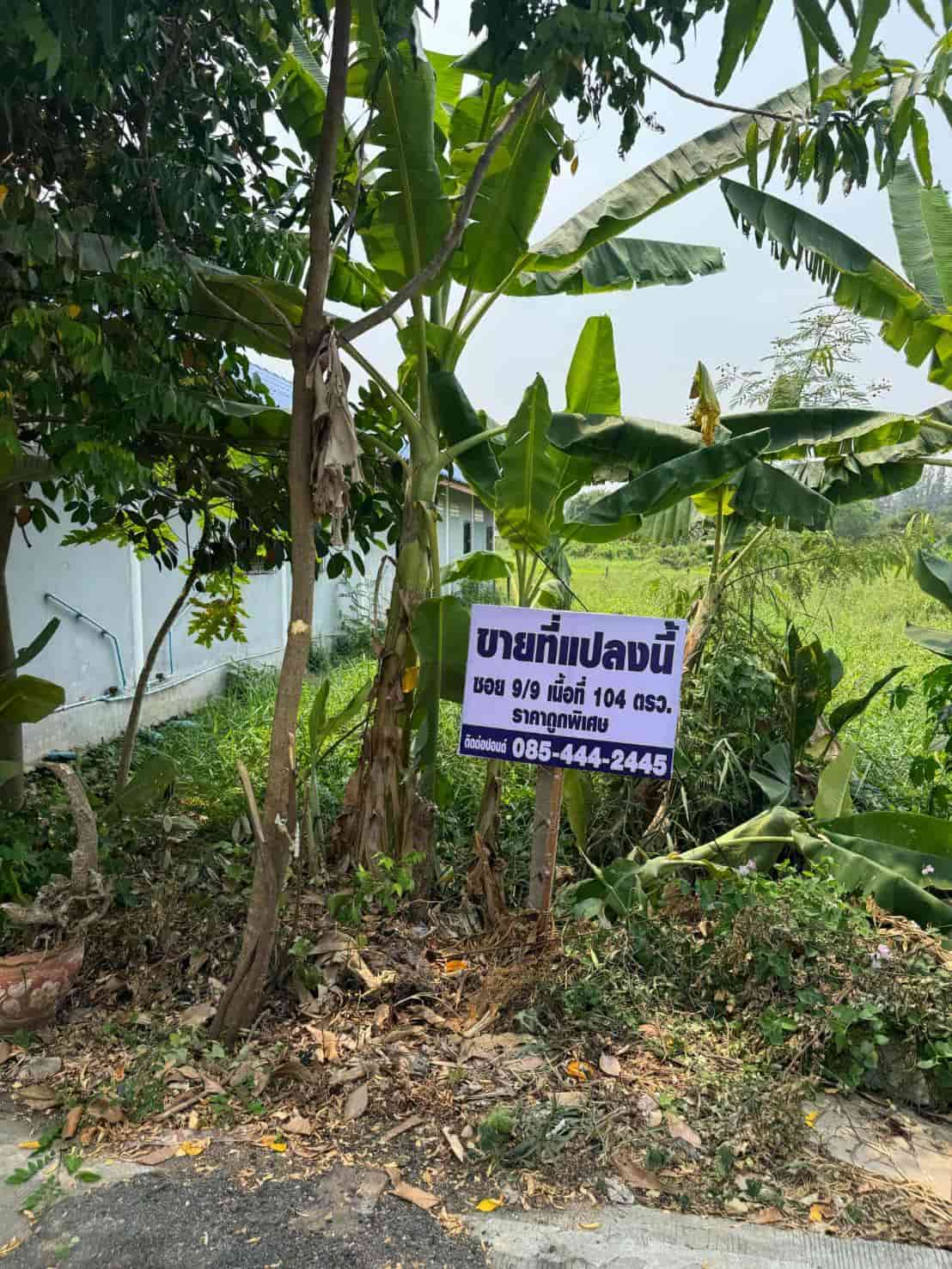 ถูกที่สุดในย่านนี้!! ที่ดินติดถนน 104 ตร.ว. อ.คลองหลวง จ.ปทุมธานี ใกล้ตลาดไท ห้าง ม.ธรรมศาสตร์รังสิตฯ รูปที่ 1