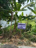ถูกที่สุดในย่านนี้!! ที่ดินติดถนน 104 ตร.ว. อ.คลองหลวง จ.ปทุมธานี ใกล้ตลาดไท ห้าง ม.ธรรมศาสตร์รังสิตฯ