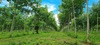 รูปย่อ ขายสวนยาง ทำเลดี  ตำบลวังกระแจะ อำเภอเมือง จังหวัดตราด รูปที่4