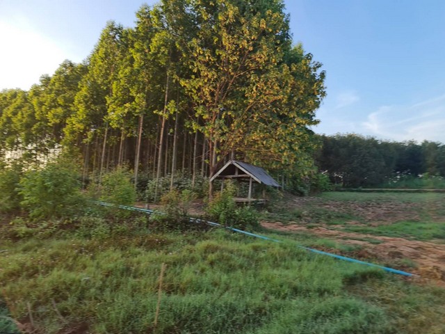 ที่วิวสวยมีไว้ไม่ผิดหวัง ที่ติดแม่น้ำโขง ต.กุดบง อ.โพนพิสัย จ.หนองคาย  หลังติดแม่น้ำโขง ไร่ละ 2ล้านบาท โทร 096-882-1857 รูปที่ 1
