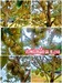 รูปย่อ ขายราคาถูก สวนทุเรียนโฉนดรวม 106 ไร่ อ.เมือง จ.ตราด รูปที่2